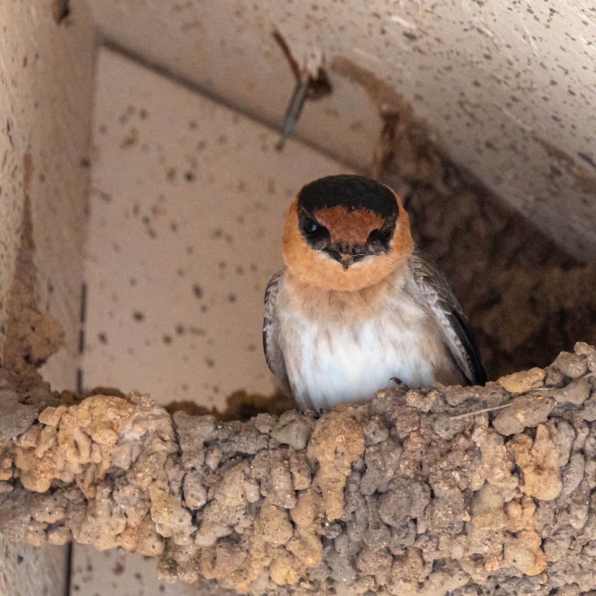 Cave Swallow - ML634263096