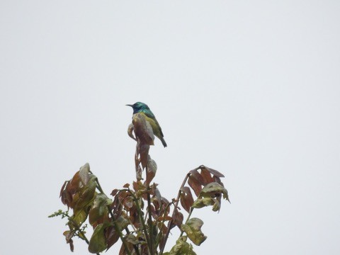 Collared Sunbird - ML634263130