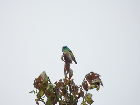 Collared Sunbird - ML634263137
