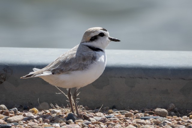 Snowy Plover