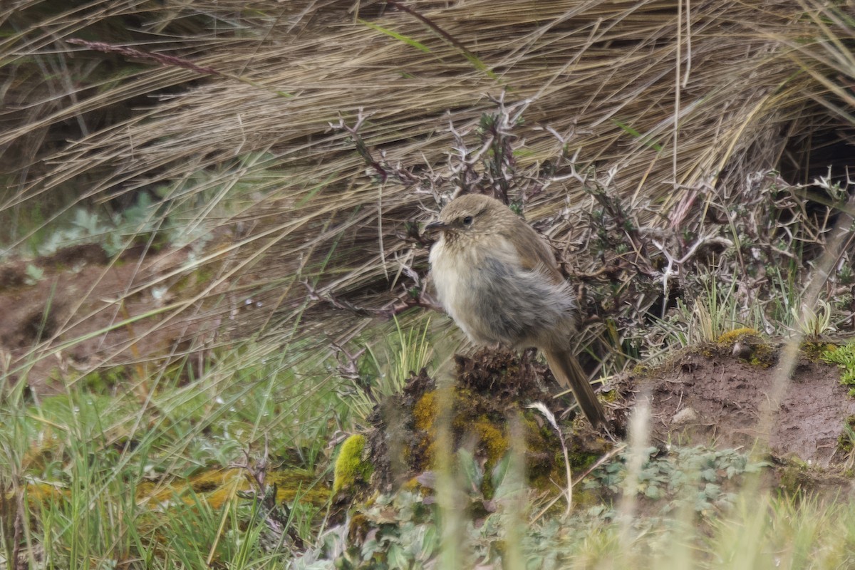 Streak-throated Canastero - ML634263236