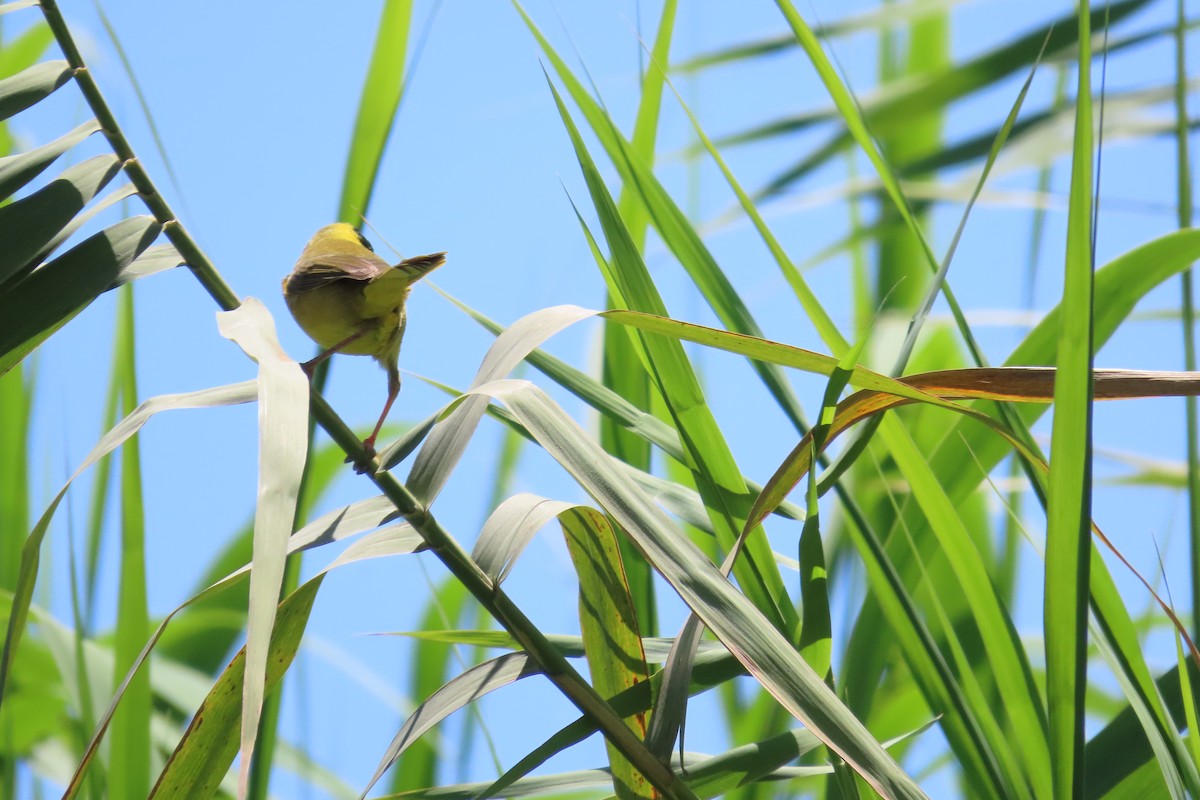 Belding's Yellowthroat - ML634263427