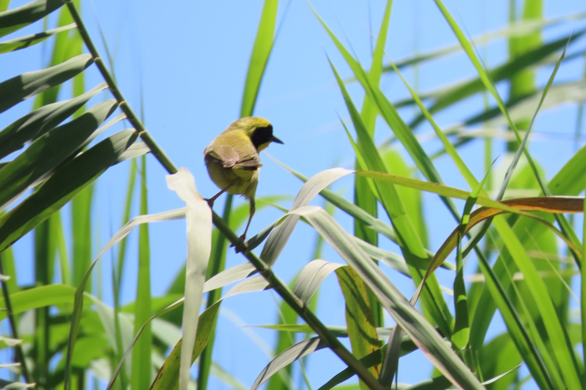 Belding's Yellowthroat - ML634263428