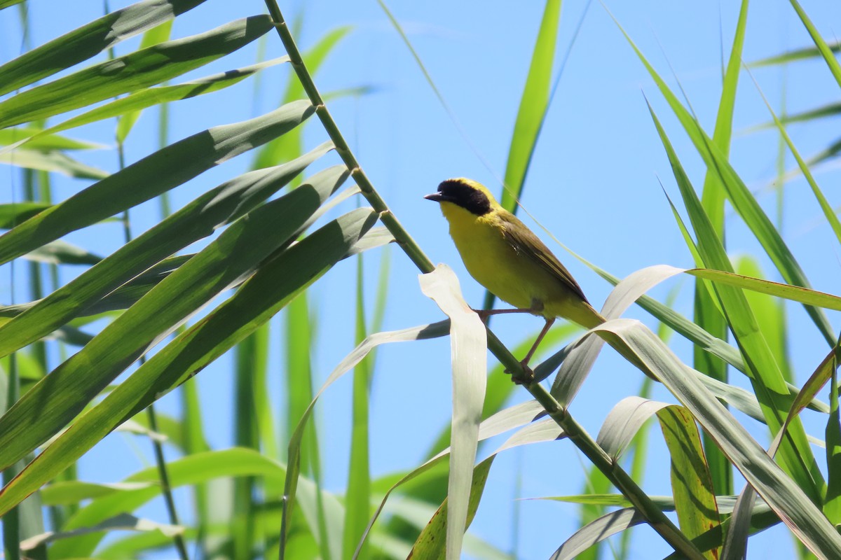 Belding's Yellowthroat - ML634263429
