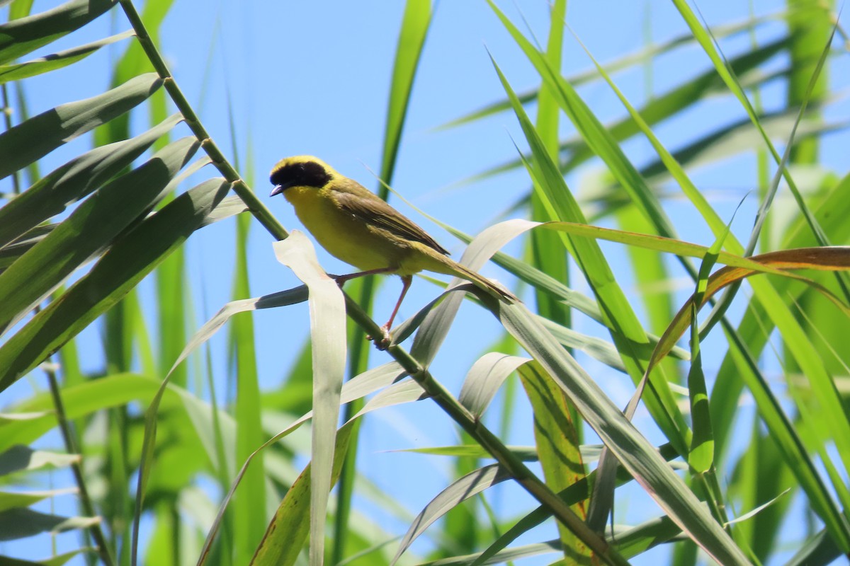 Belding's Yellowthroat - ML634263430