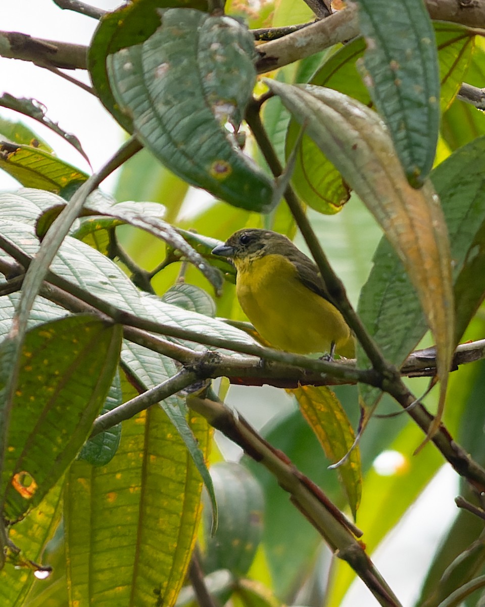 White-vented Euphonia - ML634263450