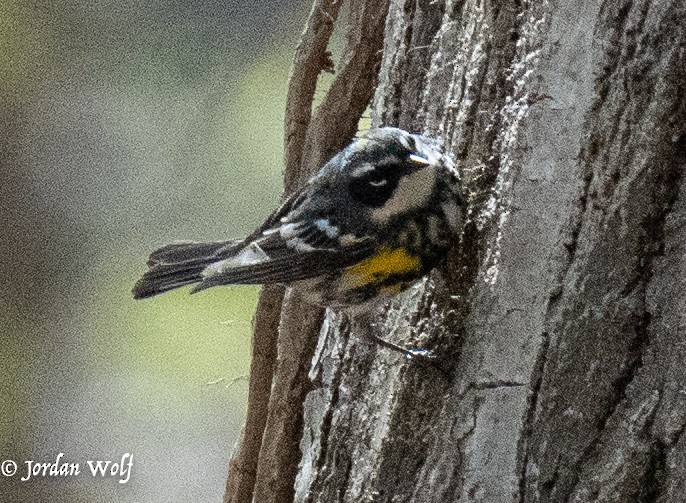 Yellow-rumped Warbler - ML634263478