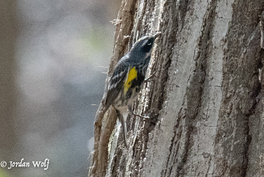 Yellow-rumped Warbler - ML634263479
