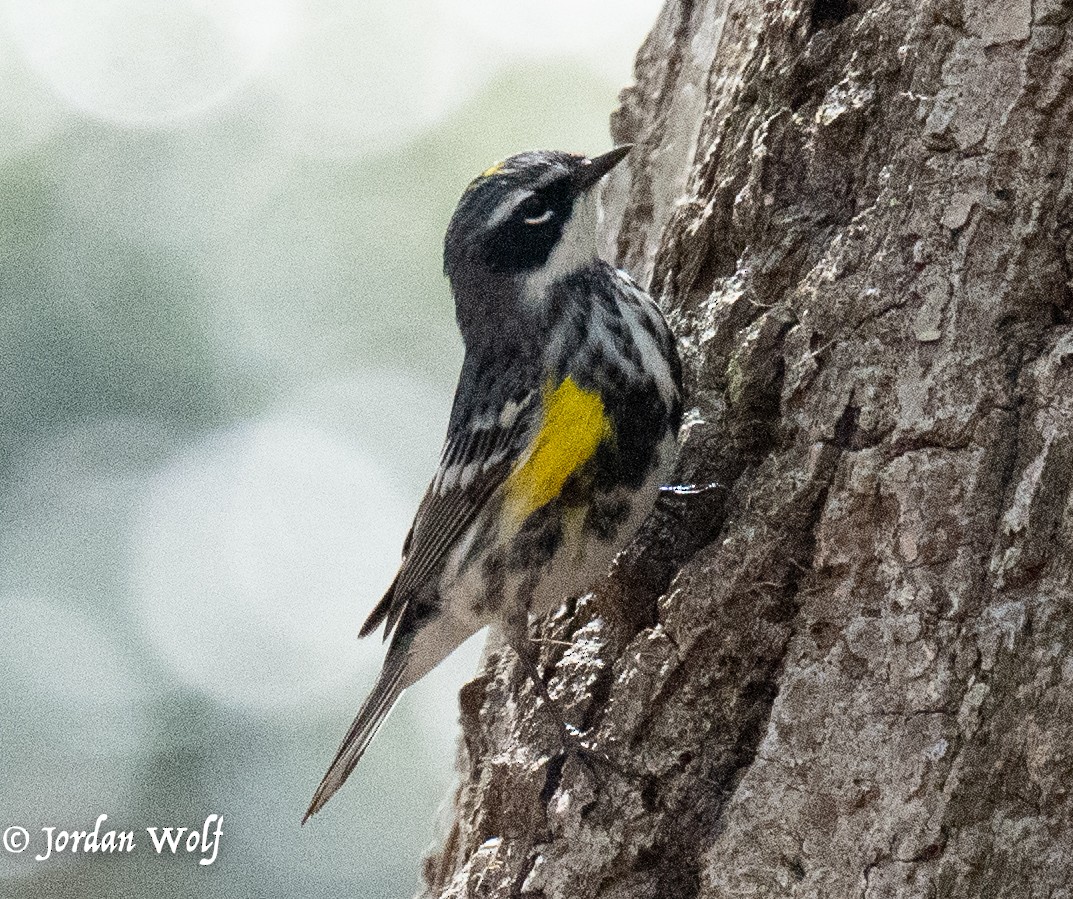 Yellow-rumped Warbler - ML634263480