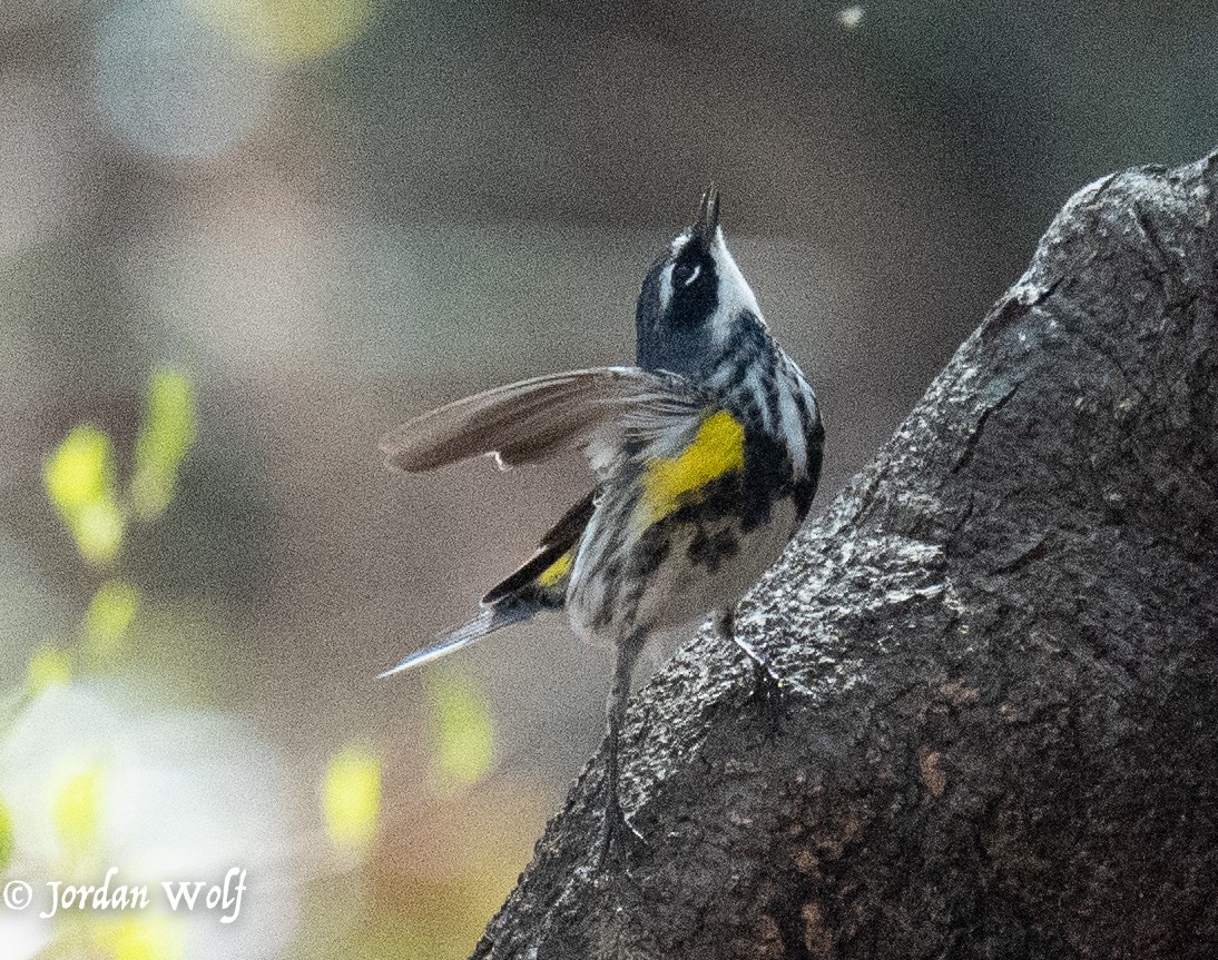 Yellow-rumped Warbler - ML634263481