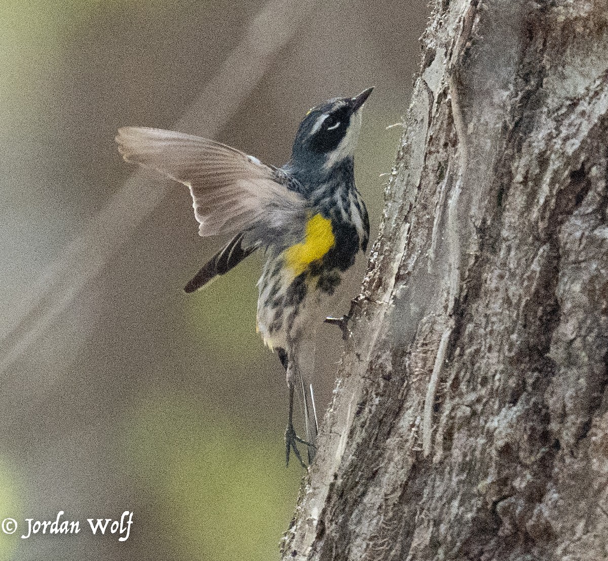 Yellow-rumped Warbler - ML634263482