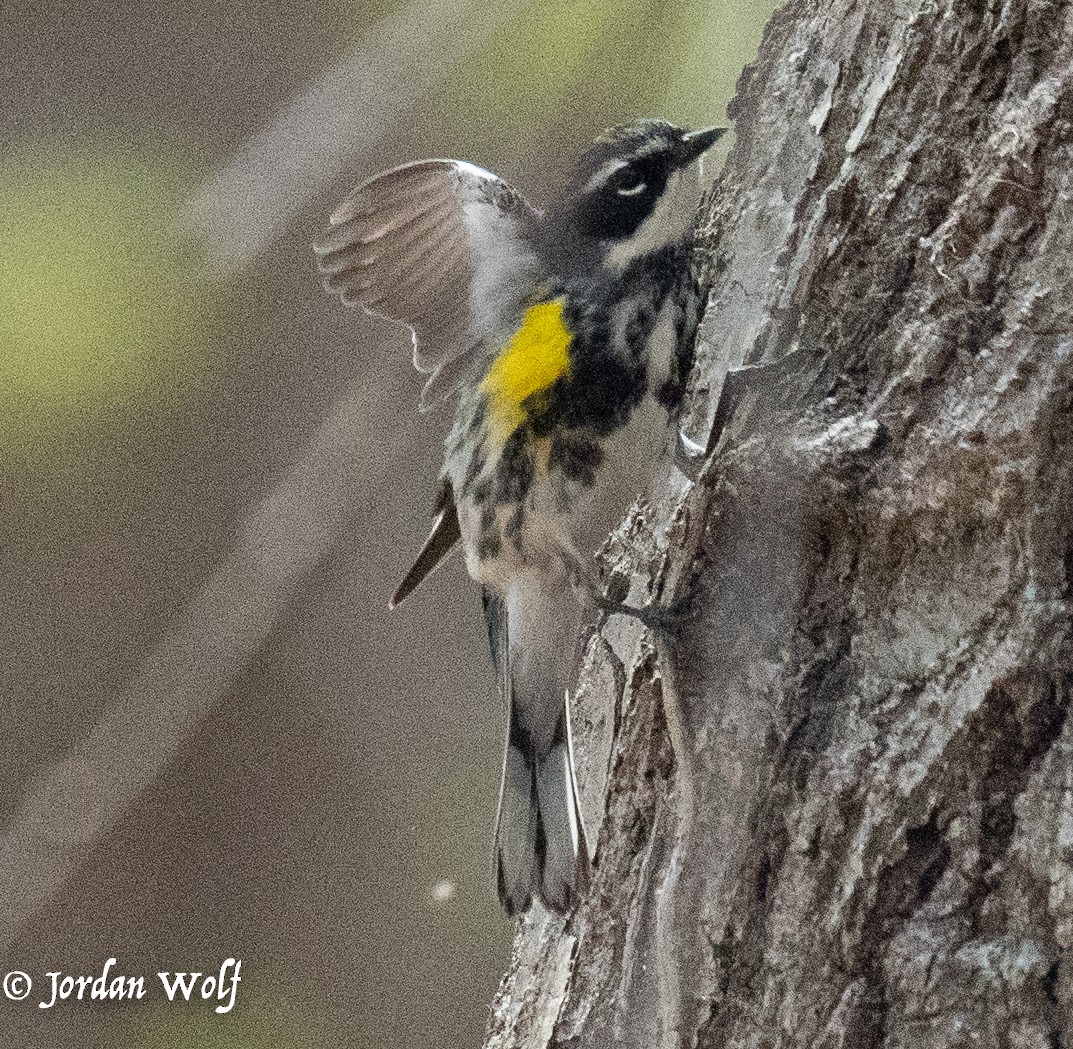 Yellow-rumped Warbler - ML634263483
