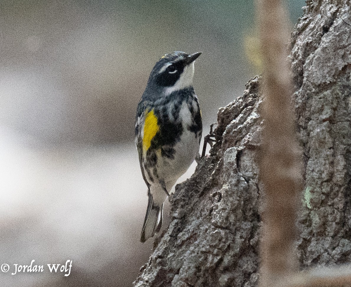 Yellow-rumped Warbler - ML634263484