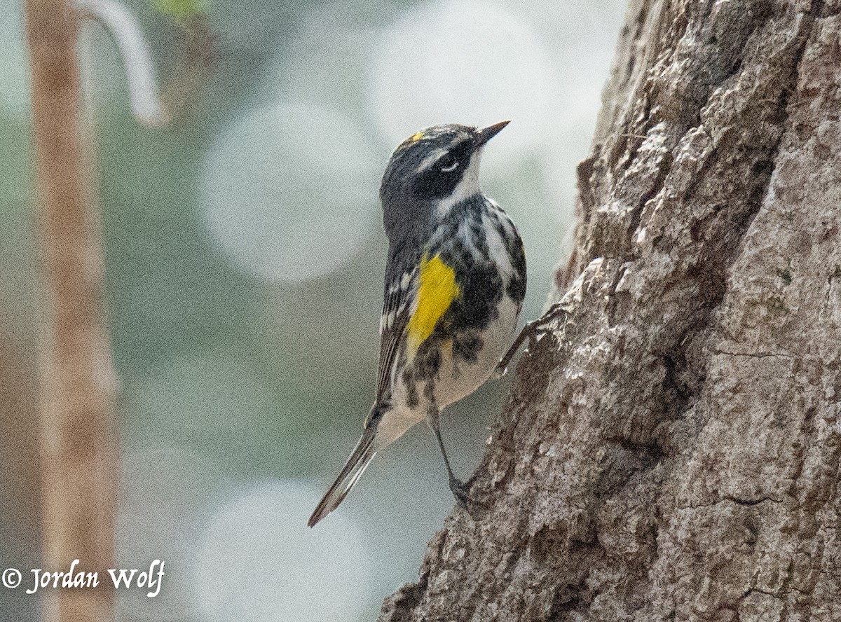 Yellow-rumped Warbler - ML634263485