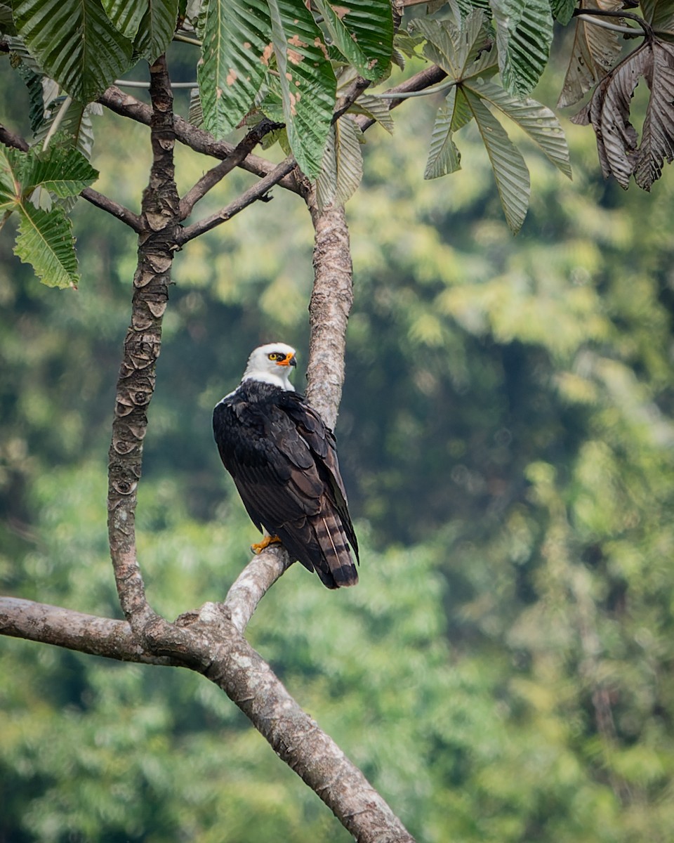 Black-and-white Hawk-Eagle - ML634263503