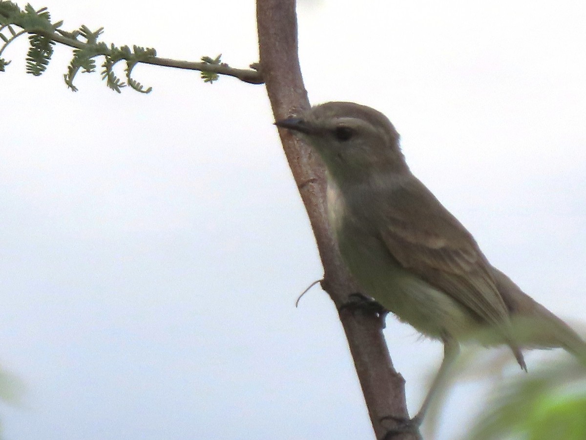 Tumbesian Tyrannulet - ML634263634