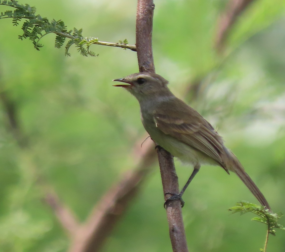 Tumbesian Tyrannulet - ML634263635
