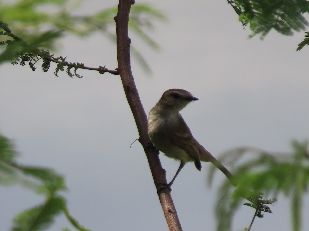 Tumbesian Tyrannulet - ML634263636