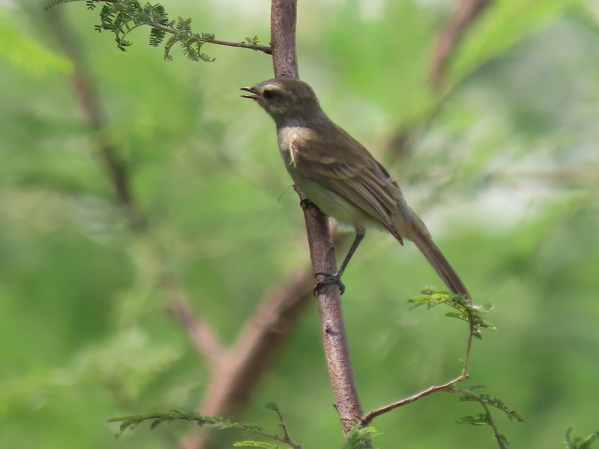 Tumbesian Tyrannulet - ML634263637