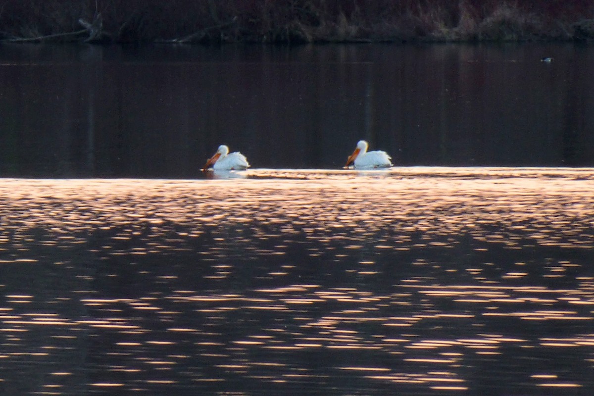 American White Pelican - ML634263736