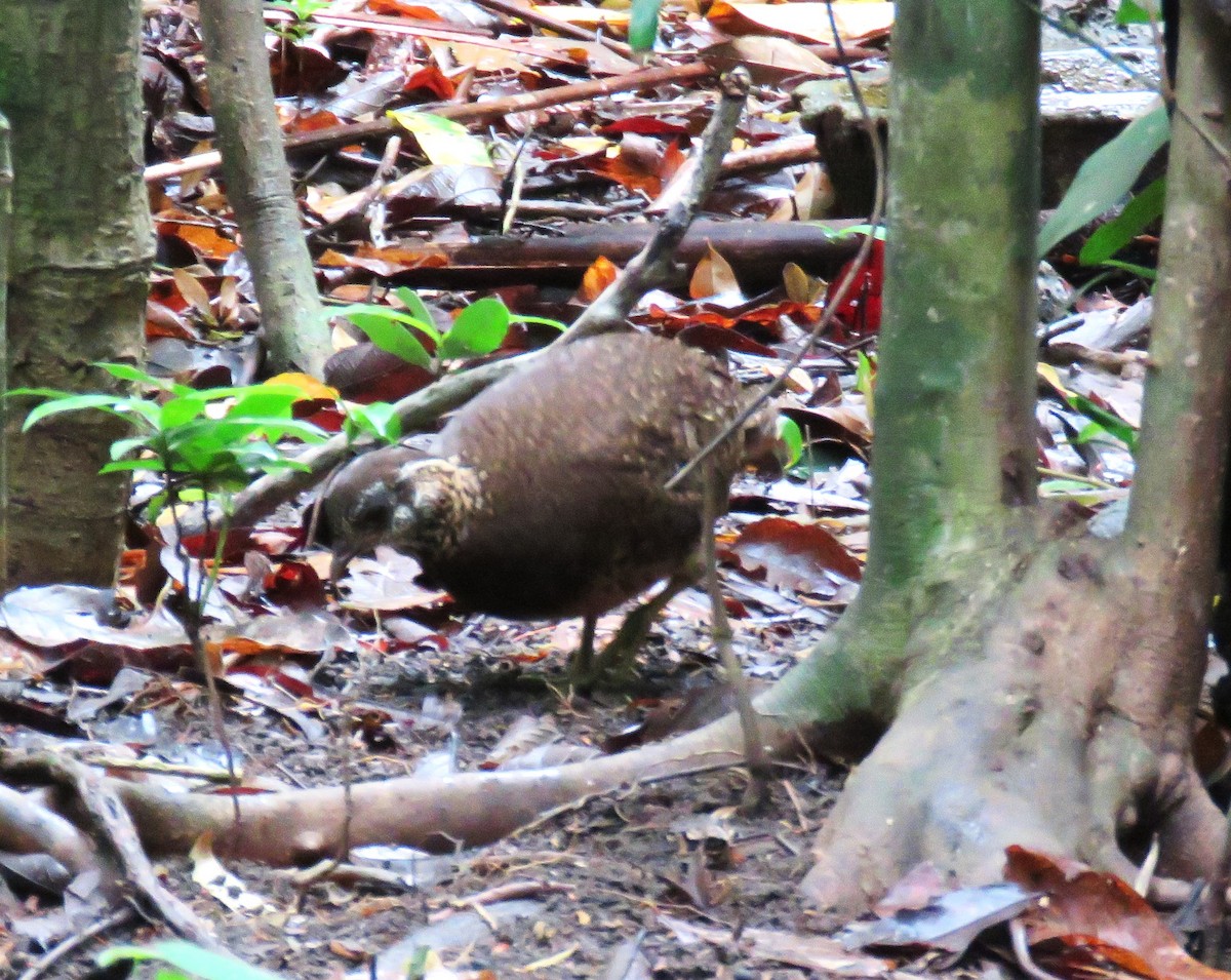 Scaly-breasted Partridge - ML634263834