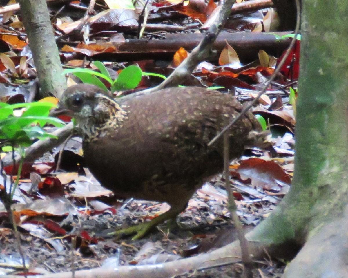 Scaly-breasted Partridge - ML634263860