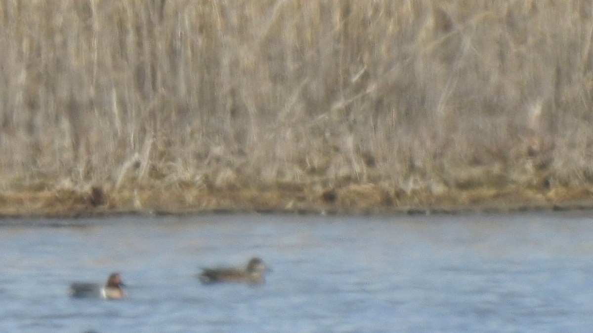 Ногоохон нугас - ML634263930