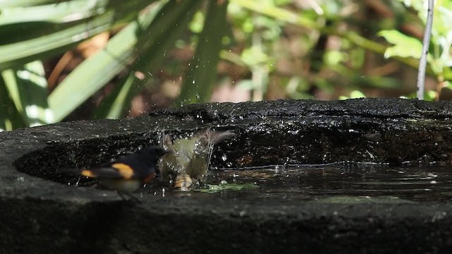 Worm-eating Warbler - ML634264002