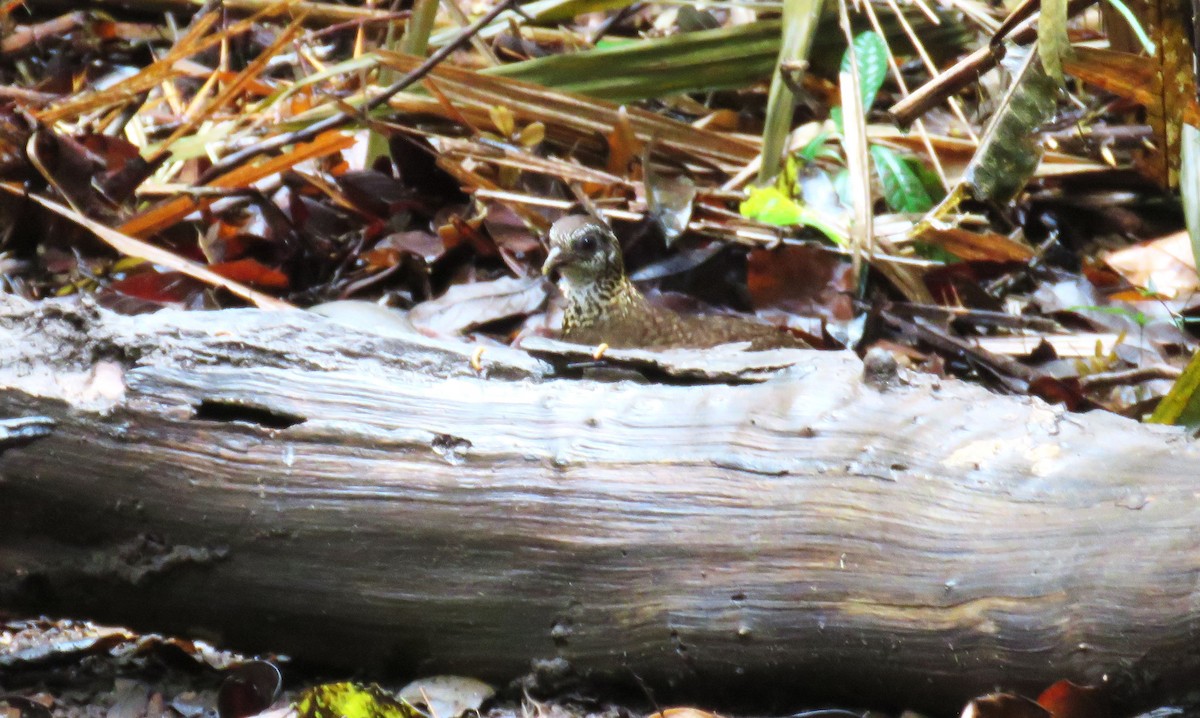 Scaly-breasted Partridge - ML634264023
