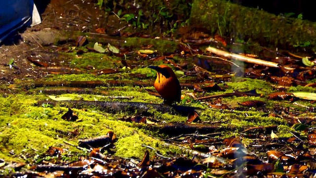 Rufous Motmot - ML634264026