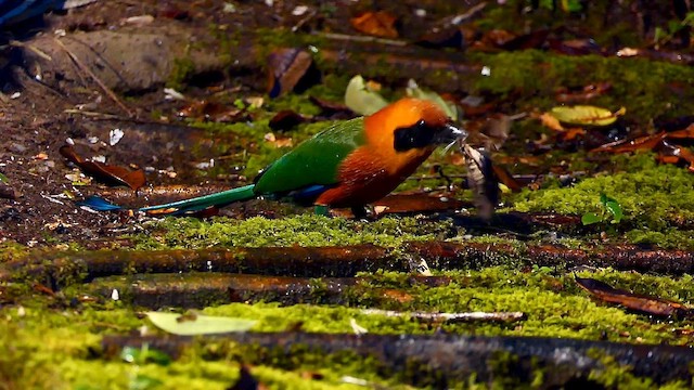 Rufous Motmot - ML634264027