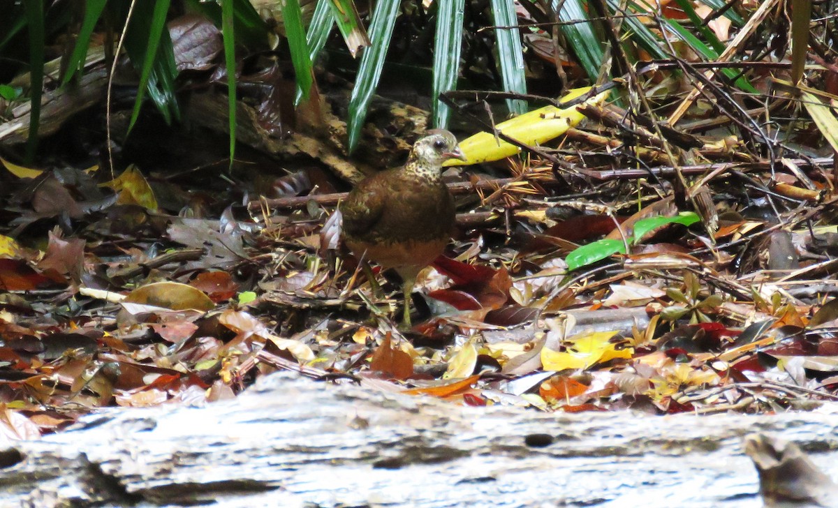 Scaly-breasted Partridge - ML634264066