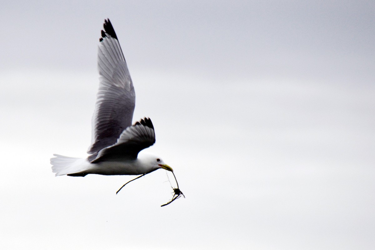 Black-legged Kittiwake - Van Truan