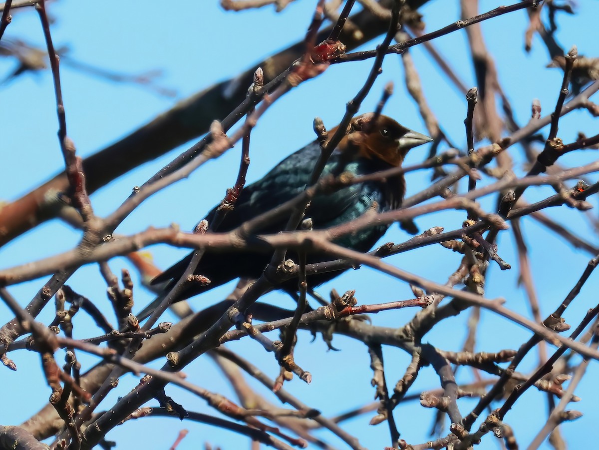 コウウチョウ - ML634264126