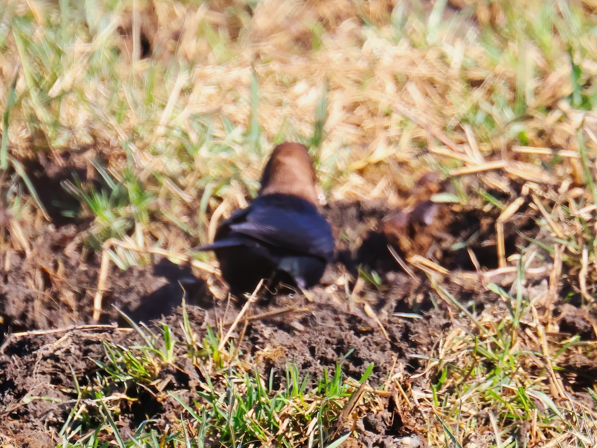 コウウチョウ - ML634264131