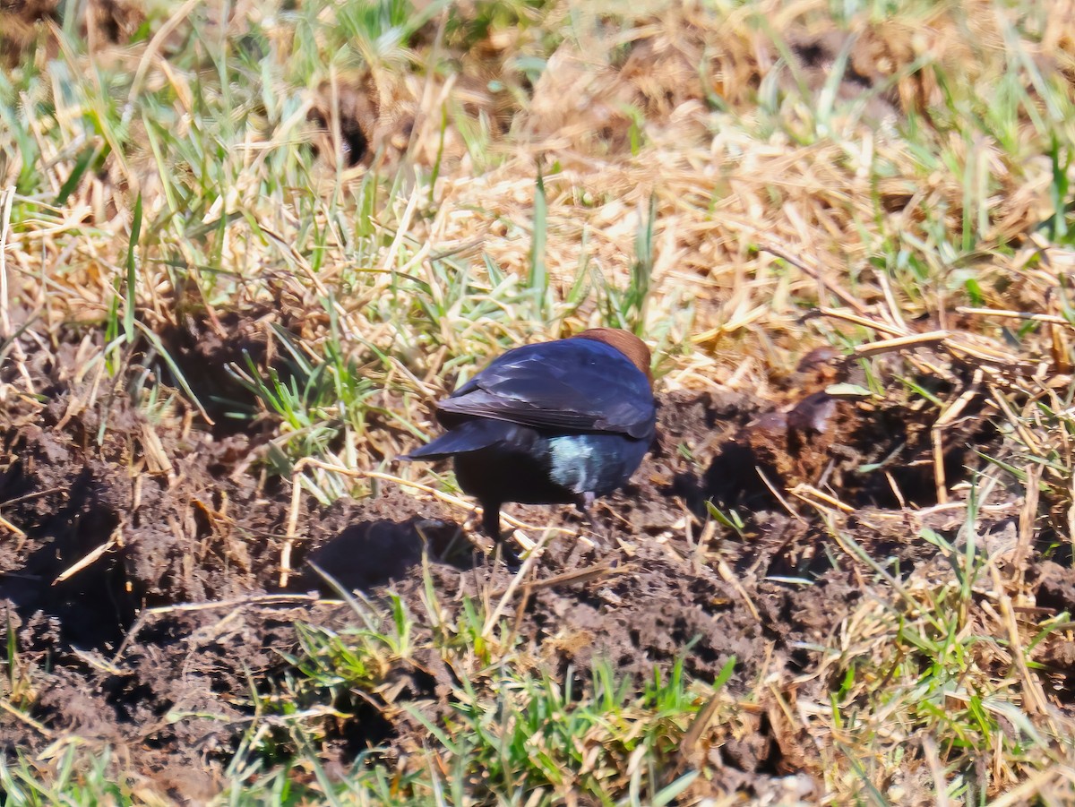 コウウチョウ - ML634264132