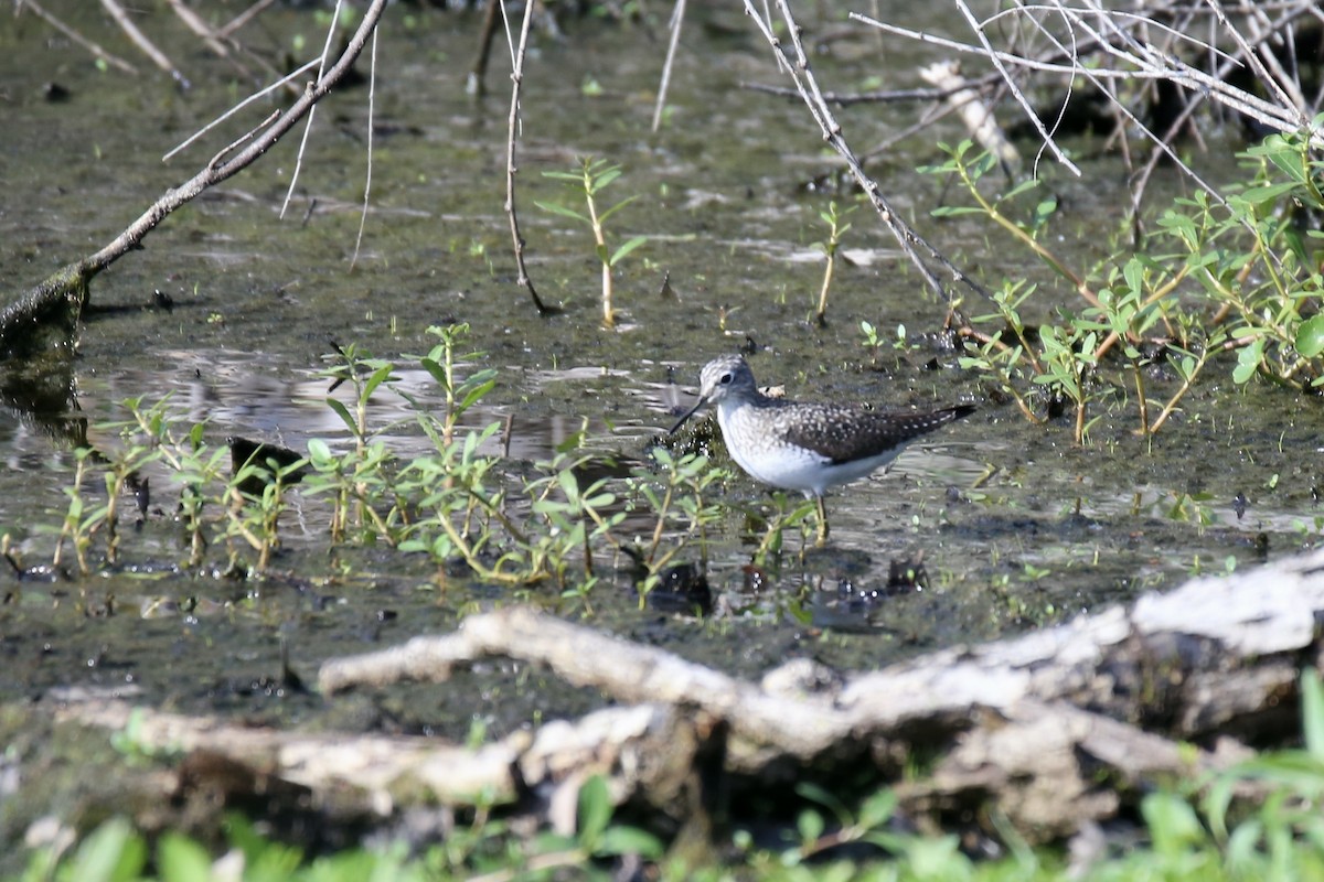 Solitary Sandpiper - ML634264154