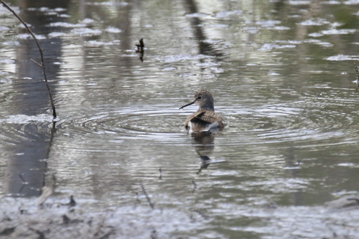 Solitary Sandpiper - ML634264169
