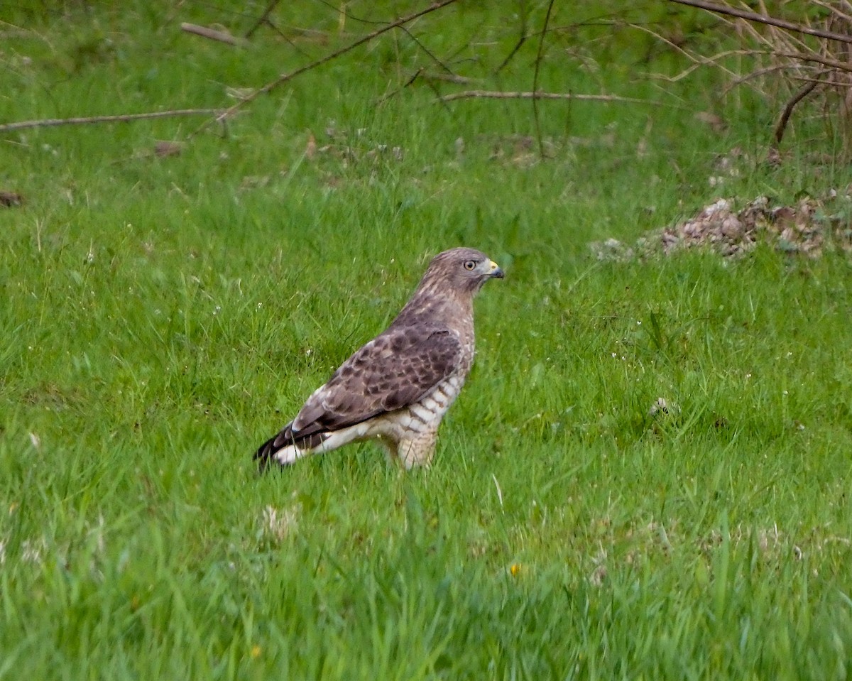 Broad-winged Hawk - ML634264243