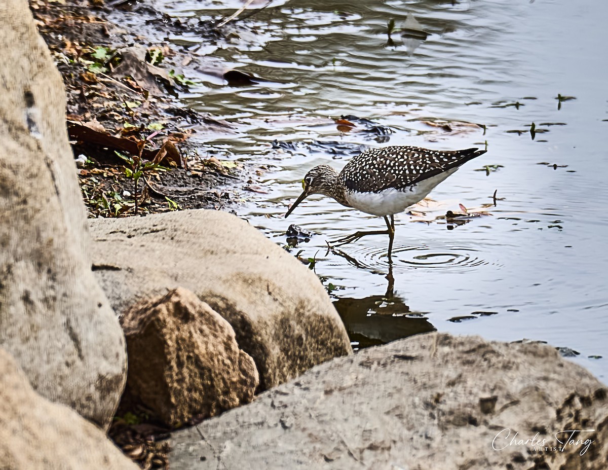 Solitary Sandpiper - ML634264258