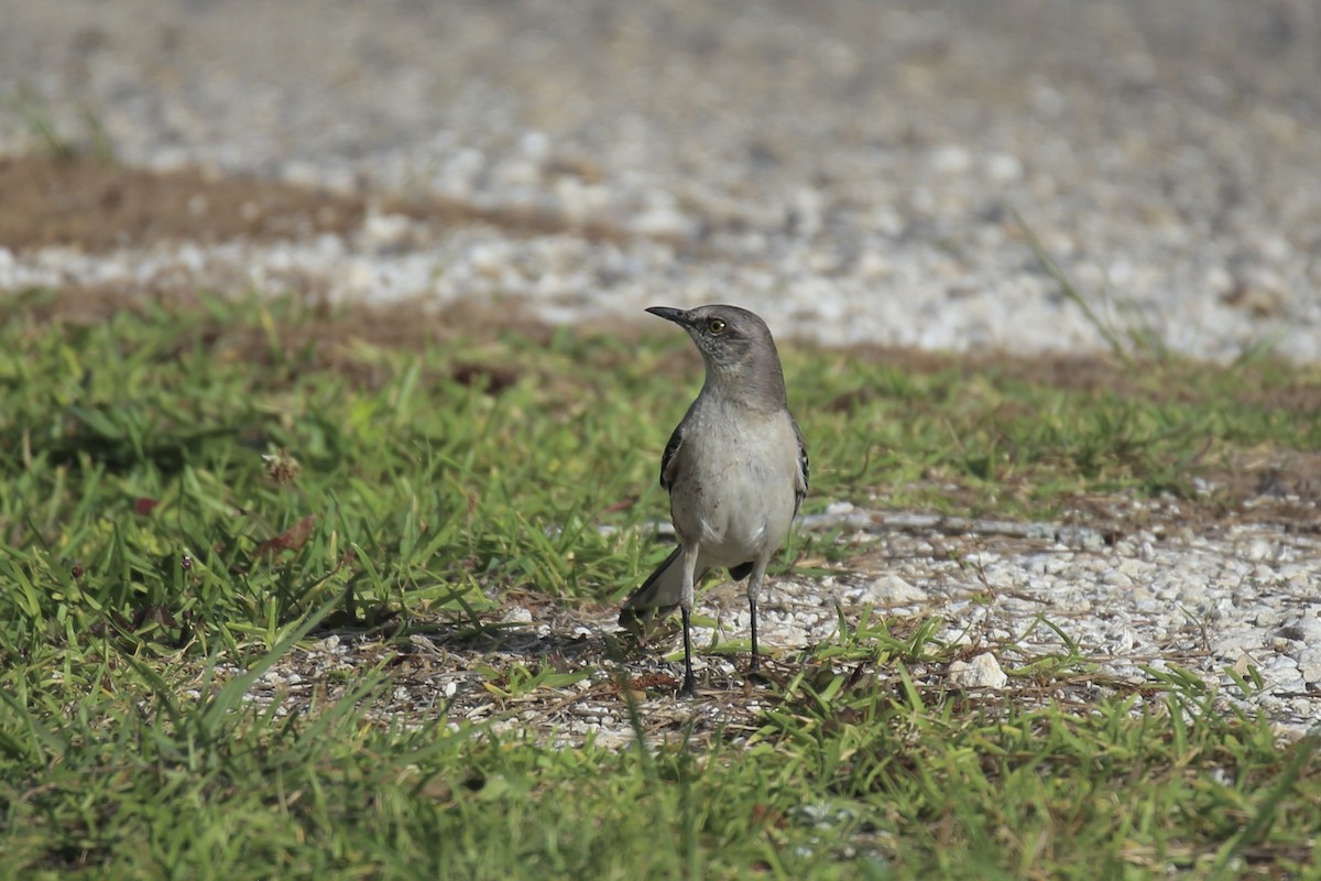 Northern Mockingbird - ML634264316