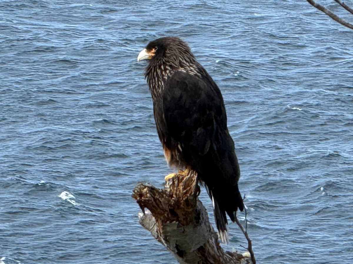 Striated Caracara - ML634264347