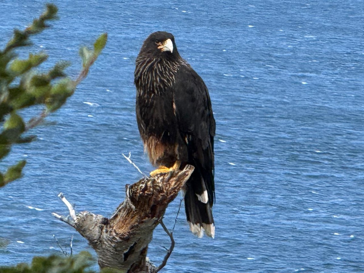 Striated Caracara - ML634264348
