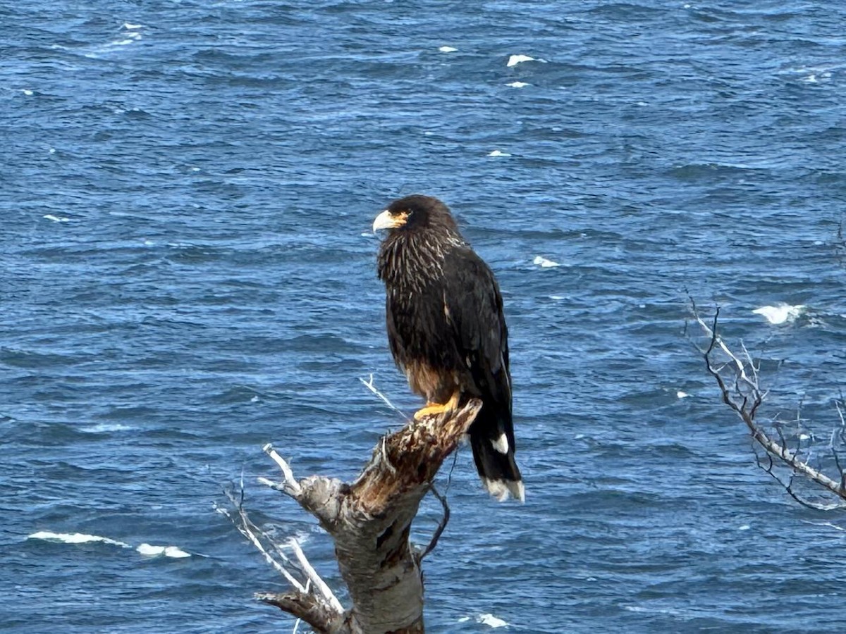Striated Caracara - ML634264349