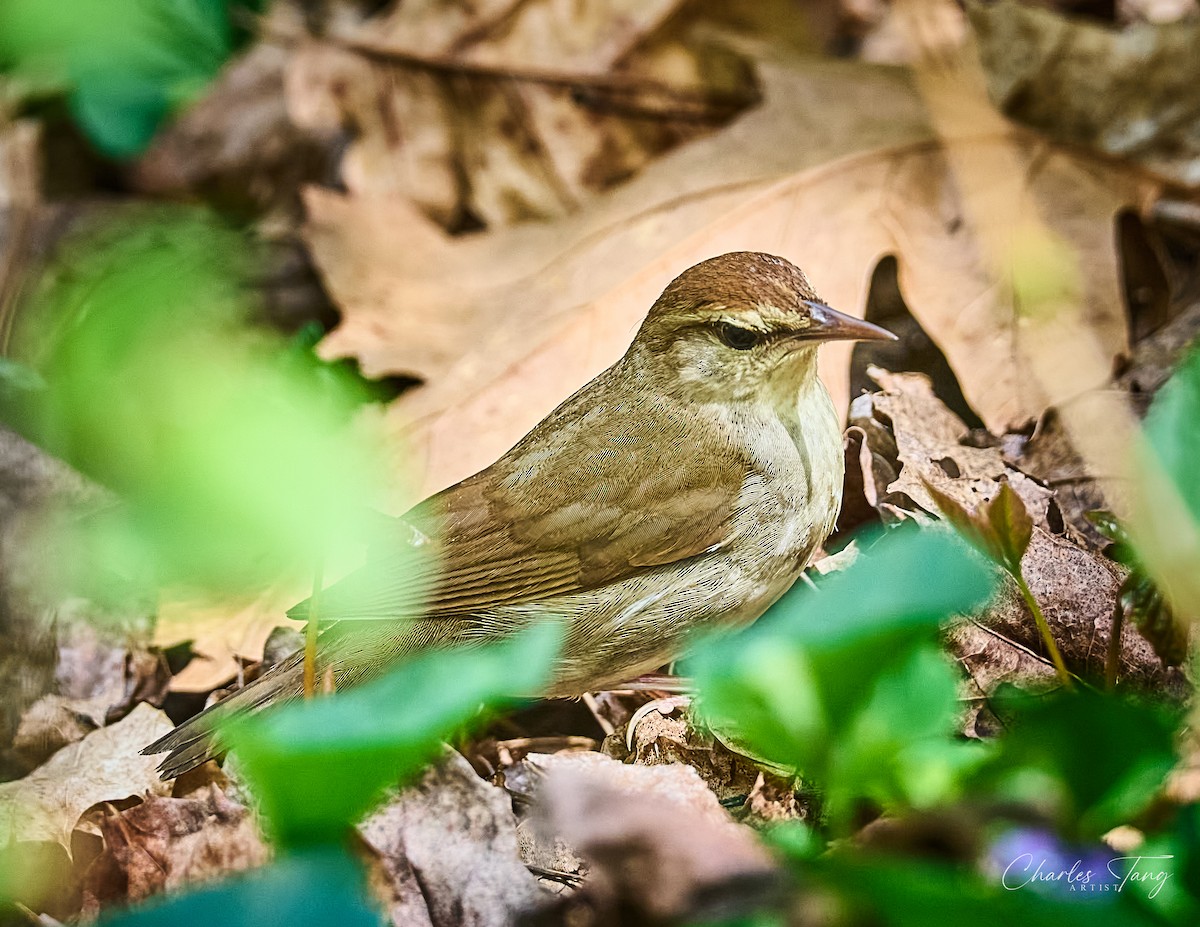 Swainson's Warbler - ML634264374