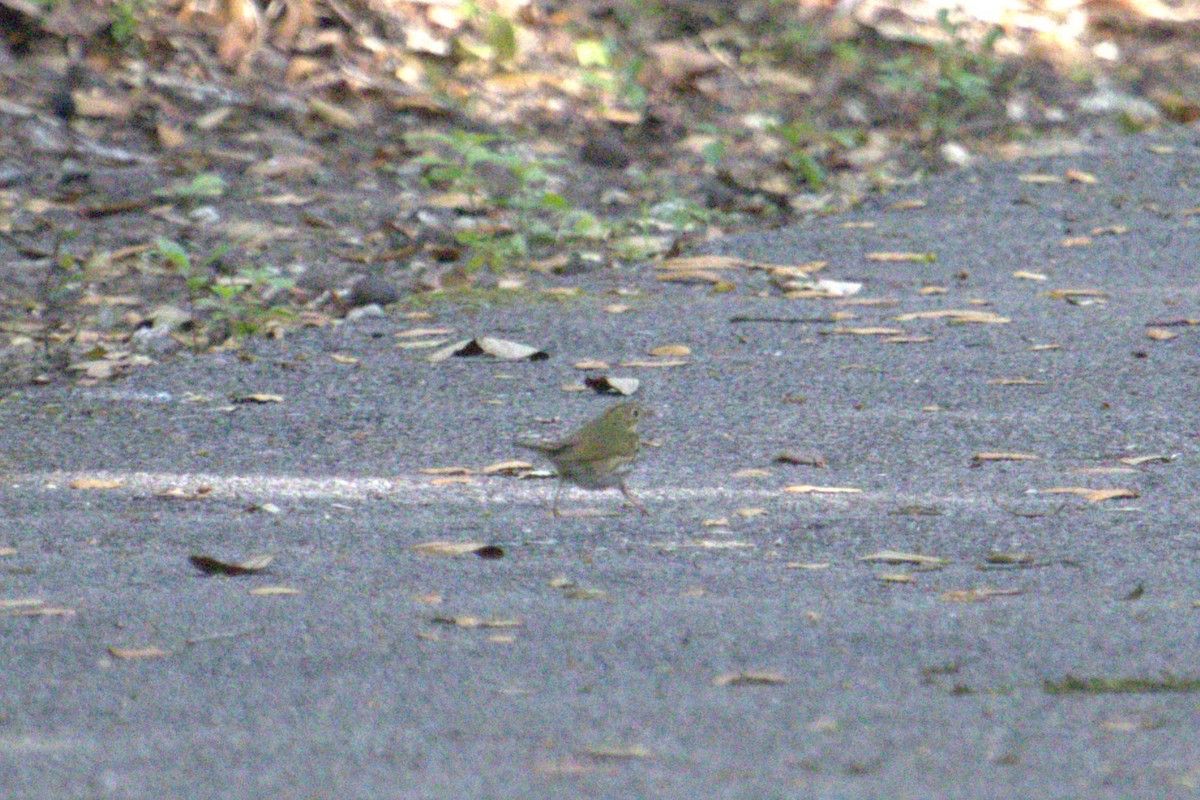 Ovenbird - ML634264395