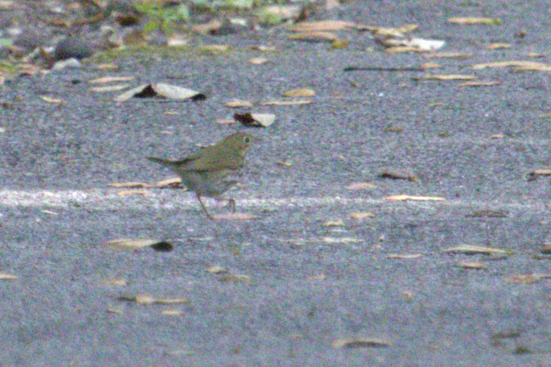 Ovenbird - ML634264410