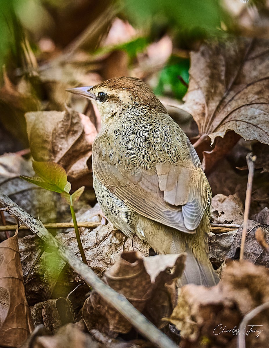 Swainson's Warbler - ML634264423