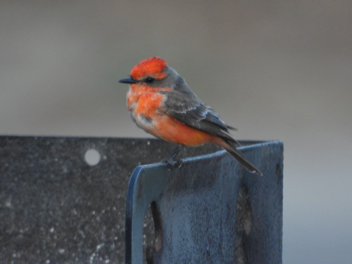Vermilion Flycatcher - ML634264449