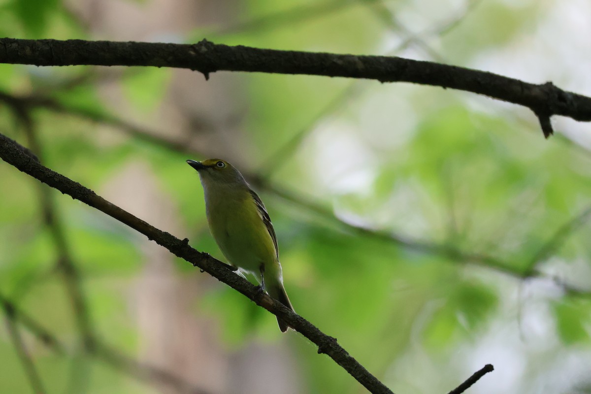 White-eyed Vireo - ML634264450